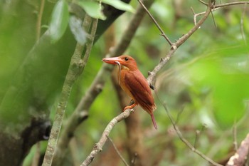 Ruddy Kingfisher(bangsi) 沖縄県沖縄市 Fri, 8/4/2017