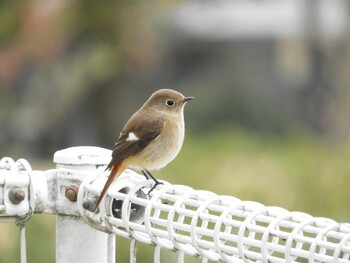 ジョウビタキ 木津川市 2022年1月22日(土)