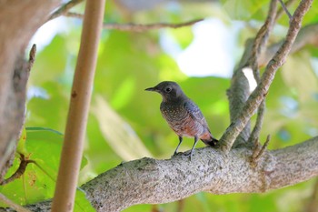 Blue Rock Thrush 沖縄県糸満市 Sat, 7/22/2017