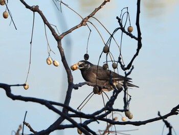 2022年1月22日(土) 服部緑地の野鳥観察記録