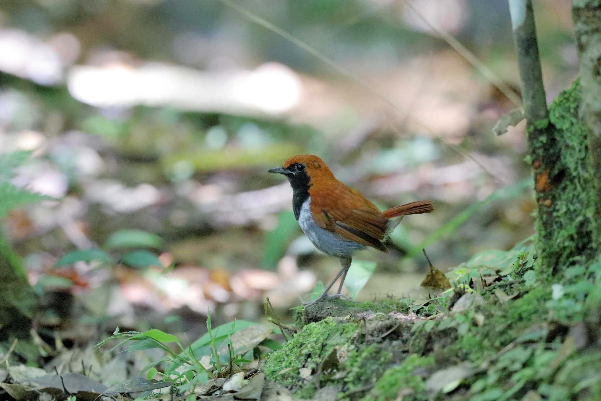 Photo of Okinawa Robin at Hijiotaki by Zakky