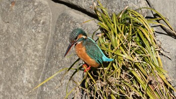 Common Kingfisher 哲学堂公園 Sat, 1/22/2022