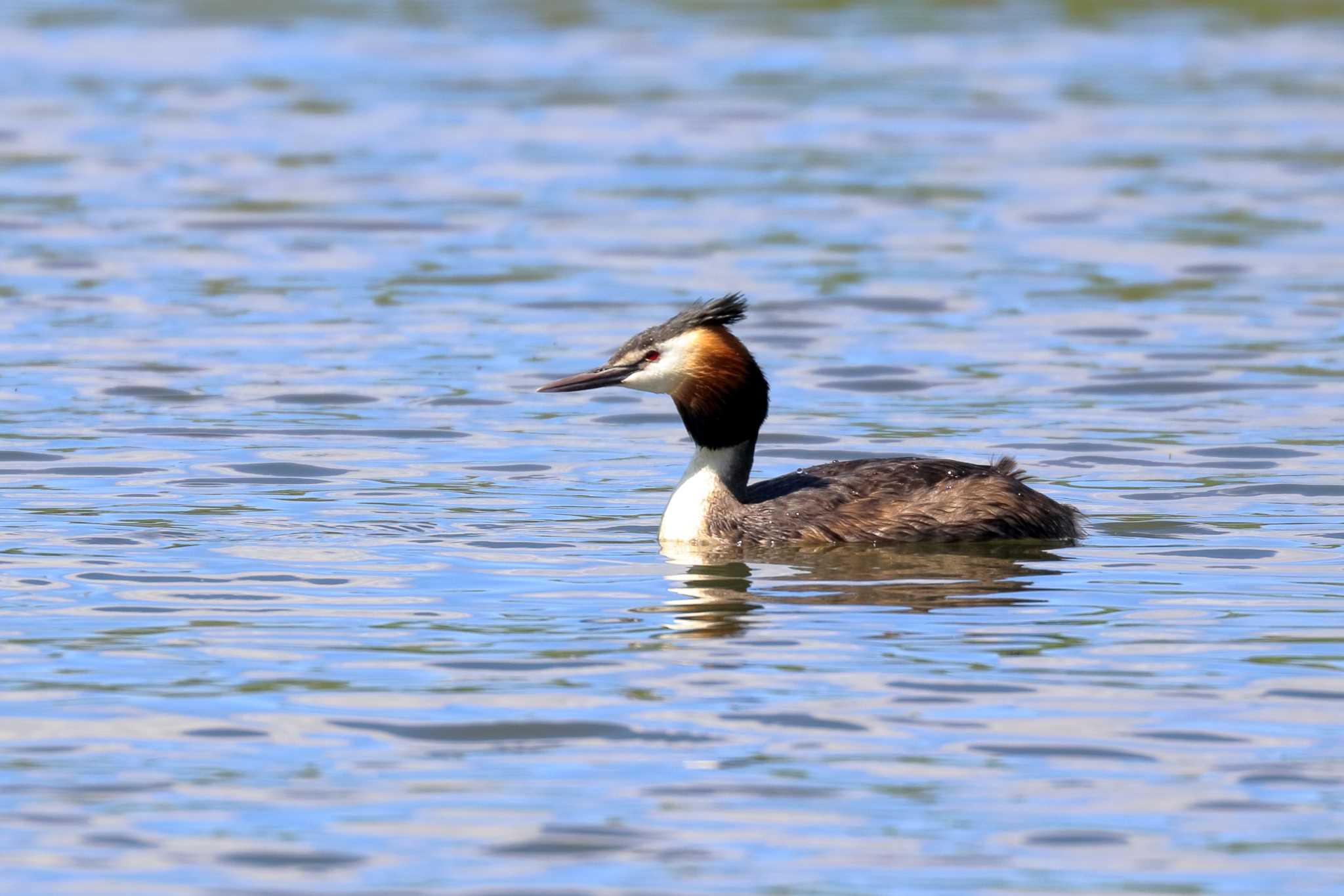 Photo of Great Crested Grebe at 青森県小川原湖 by Zakky