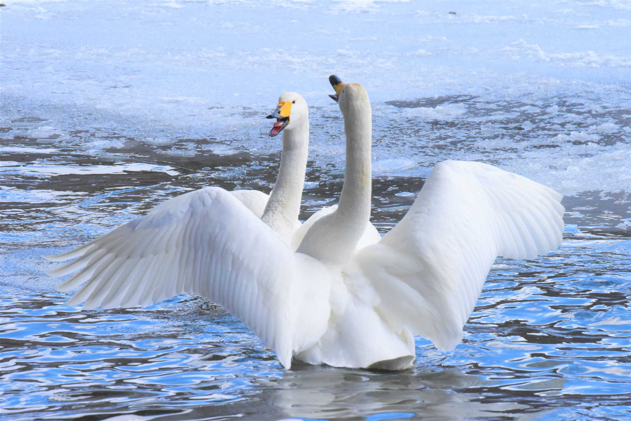 盛岡市・高松公園 オオハクチョウの写真 by もちもちもっち～@ニッポン城めぐり中