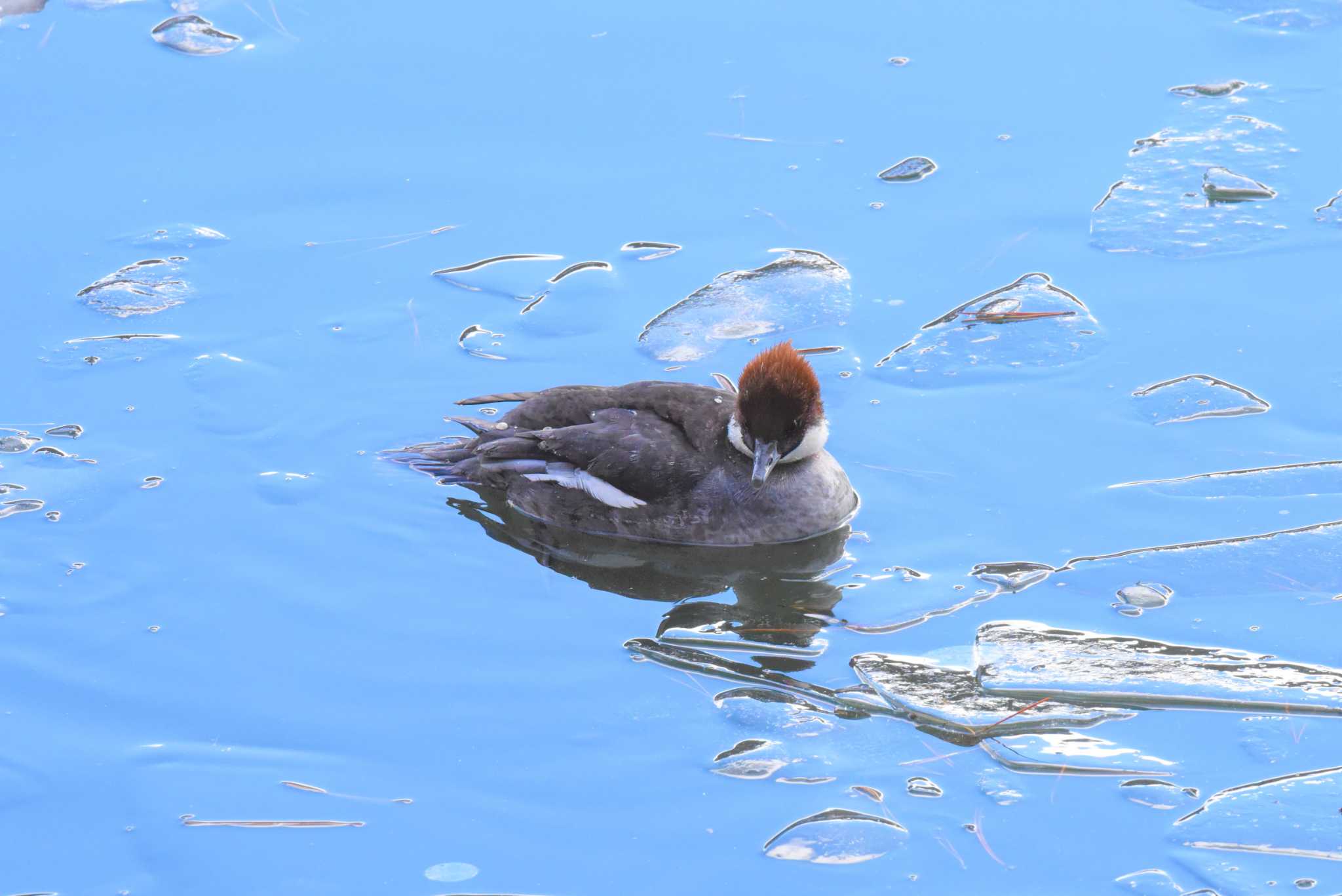 Photo of Smew at 盛岡市・高松公園 by もちもちもっち～@ニッポン城めぐり中