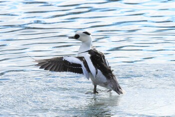 Smew 盛岡市・高松公園 Sat, 1/22/2022