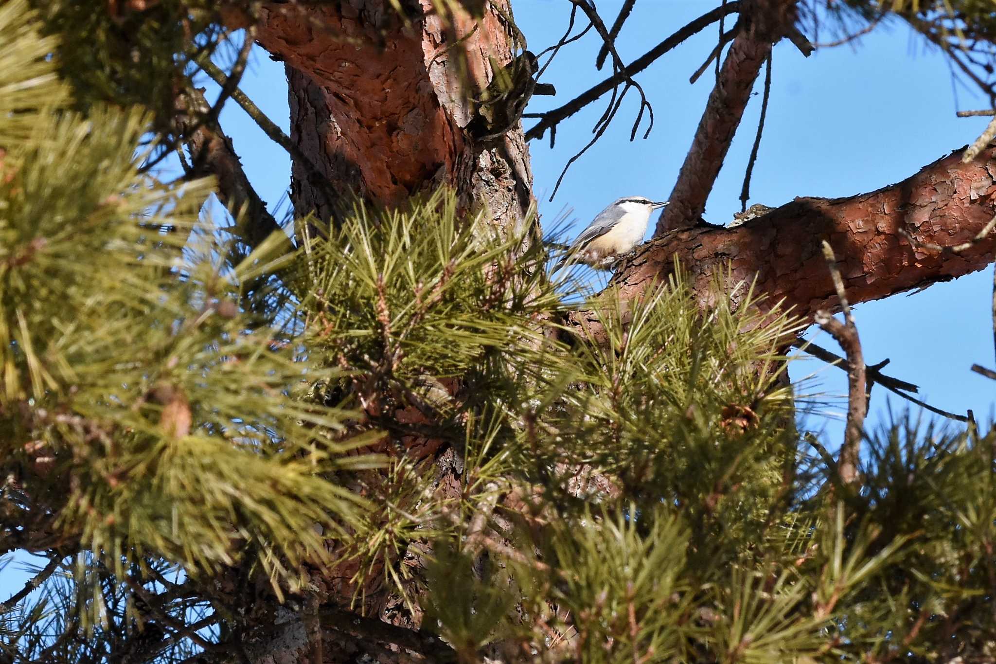 ゴジュウカラ