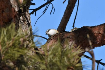 2022年1月22日(土) 佐久広域(八ヶ岳ふれあい公園・滑津川)の野鳥観察記録