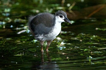 2022年1月22日(土) シンガポール植物園の野鳥観察記録