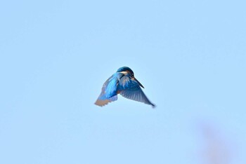 Common Kingfisher 上野台公園（東海市） Sat, 1/22/2022