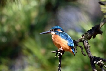 Common Kingfisher 上野台公園（東海市） Sat, 1/22/2022