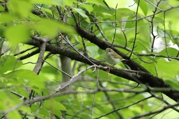 未同定 ウトナイ湖 2017年6月11日(日)