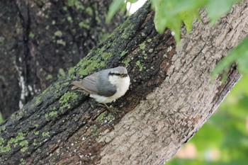 ゴジュウカラ ウトナイ湖 2017年6月4日(日)