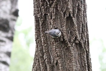 Eurasian Nuthatch Lake Utonai Sat, 6/3/2017