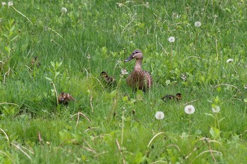 カルガモ 北海道帯広市 2017年6月3日(土)