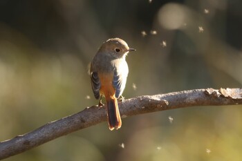 2022年1月22日(土) 大町公園自然観察園の野鳥観察記録