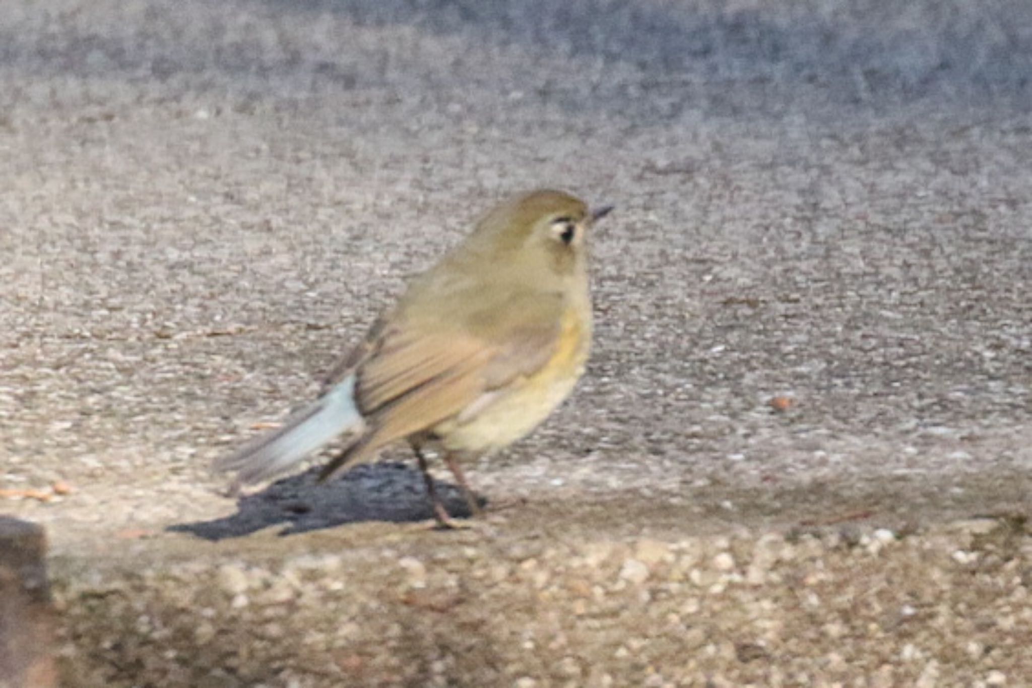 大町公園自然観察園 ルリビタキの写真