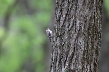 キバシリ ウトナイ湖 2017年5月28日(日)