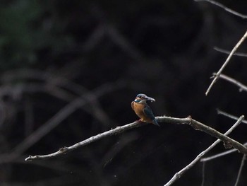 Common Kingfisher 野口池 Sat, 8/5/2017