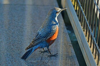 Blue Rock Thrush 成田第一ターミナル展望デッキ Sat, 1/22/2022