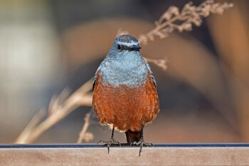 Blue Rock Thrush 成田第一ターミナル展望デッキ Sat, 1/22/2022