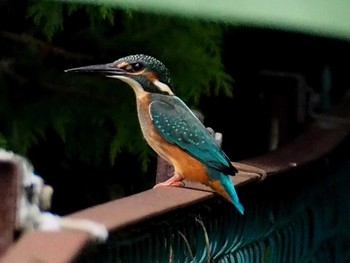 Common Kingfisher 野口池 Sat, 8/5/2017