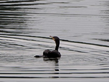 Great Cormorant 野口池 Sat, 8/5/2017