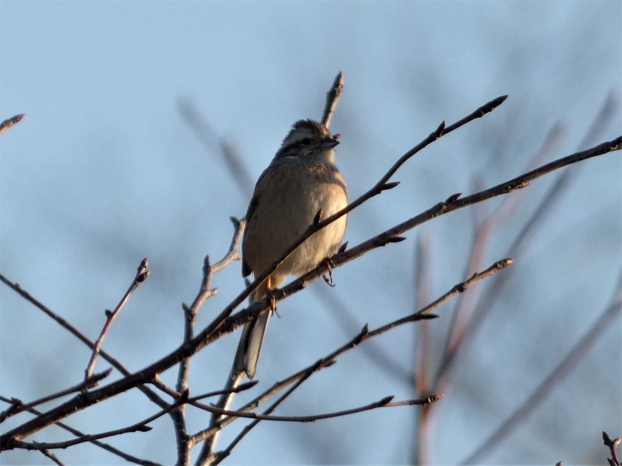 めぐりの森 カシラダカの写真