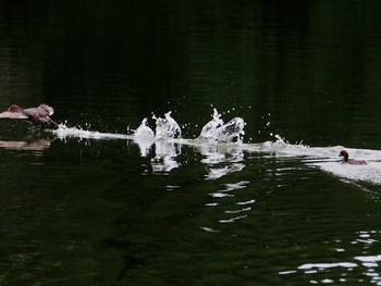 カイツブリ 野口池 2017年8月5日(土)