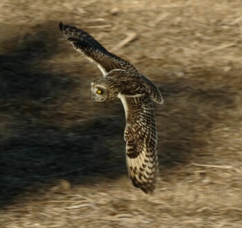 2022年1月22日(土) 渡良瀬遊水地の野鳥観察記録