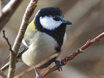 2022年1月19日(水) 洲原公園の野鳥観察記録