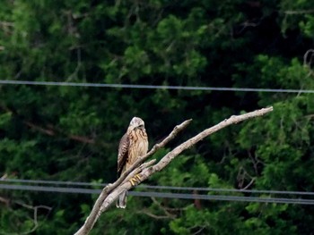 Grey-faced Buzzard 野口池 Sat, 8/5/2017