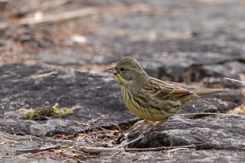 Masked Bunting 草津下物 Sat, 1/22/2022