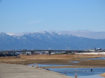 2022年1月22日(土) 鈴鹿川派川河口の野鳥観察記録