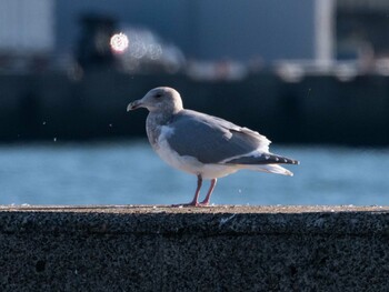 Glaucous-winged Gull 波崎漁港 Sat, 1/22/2022