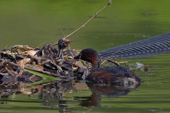 Little Grebe Unknown Spots Sat, 8/5/2017