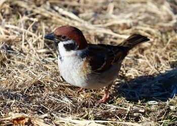 スズメ 葛西臨海公園 2022年1月22日(土)