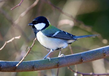 シジュウカラ 葛西臨海公園 2022年1月22日(土)