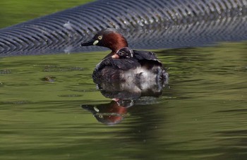 Little Grebe Unknown Spots Sat, 8/5/2017