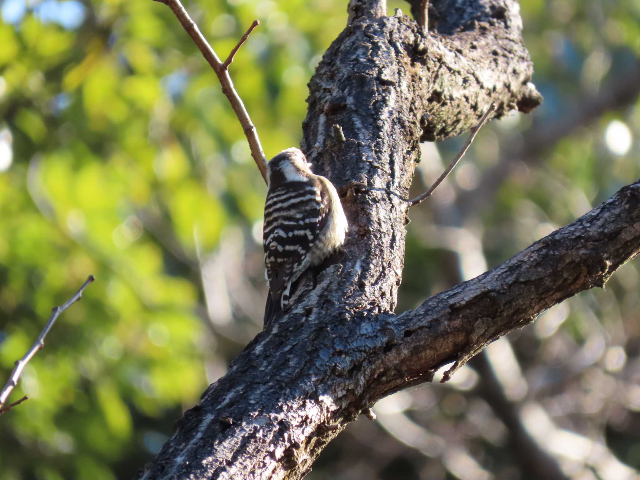 Japanese Pygmy Woodpecker