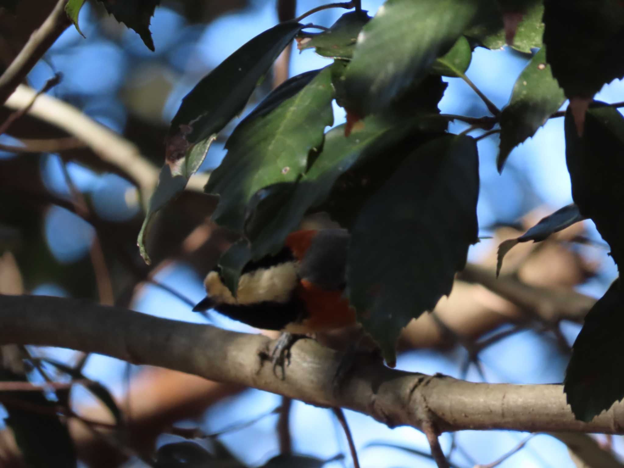 Varied Tit