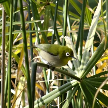 Warbling White-eye 諏訪山公園 Thu, 1/20/2022