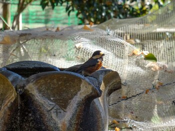 Varied Tit 諏訪山公園 Thu, 1/20/2022