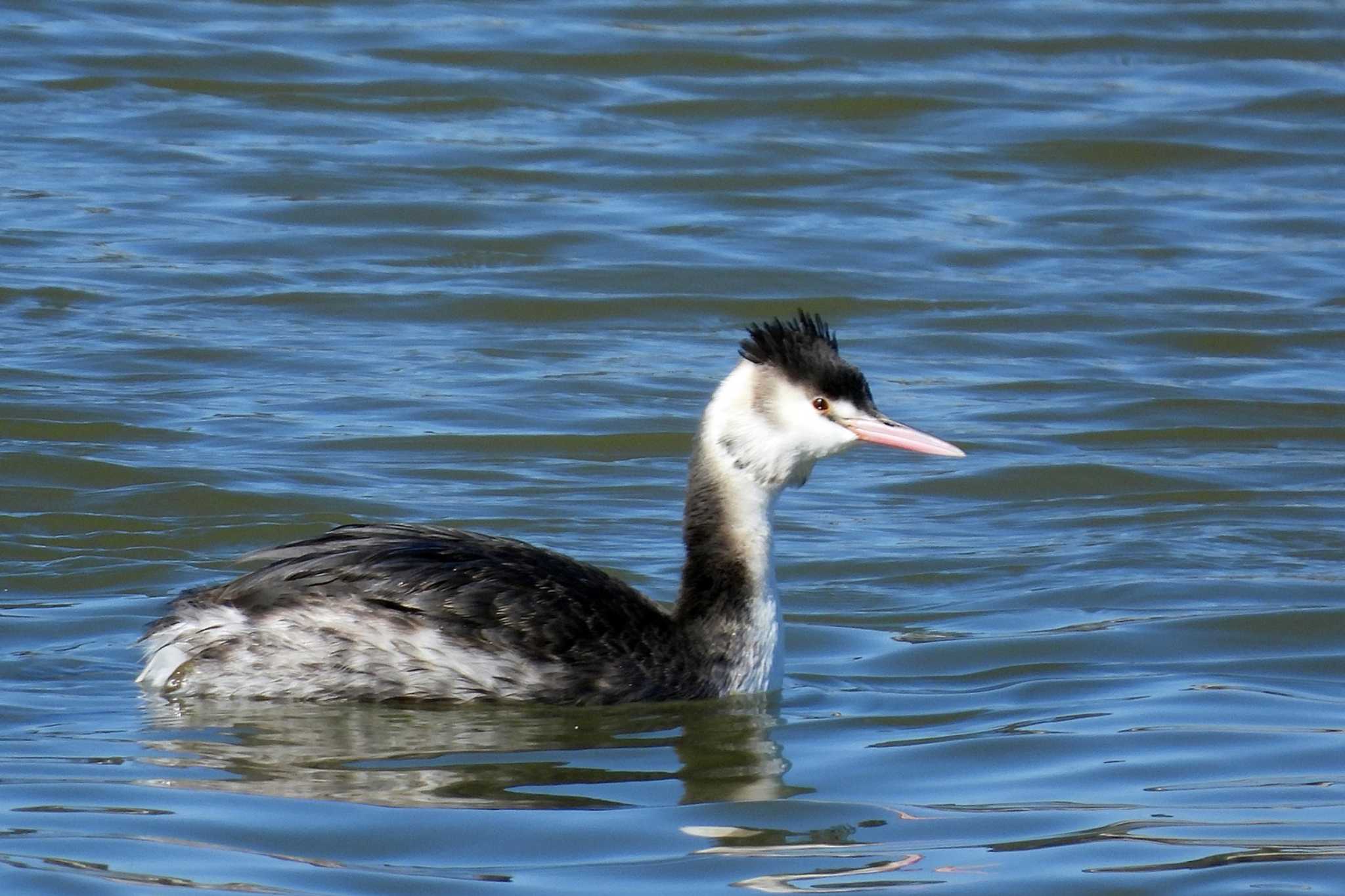 Great Crested Grebe