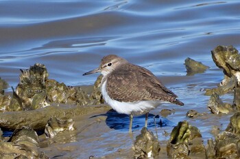 Common Sandpiper Shiokawa Tidalflat Sat, 1/22/2022