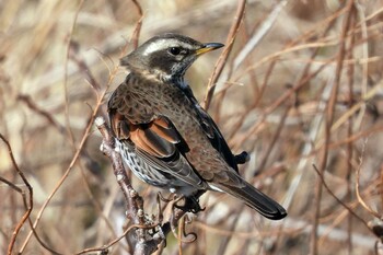 Dusky Thrush Shiokawa Tidalflat Sat, 1/22/2022