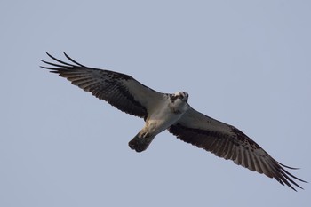 Osprey 城ヶ島 Thu, 3/23/2017