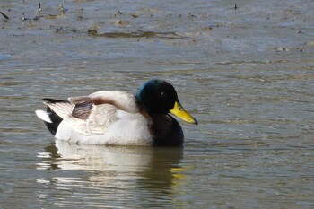 Mallard Shiokawa Tidalflat Sat, 1/22/2022