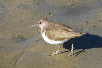 Common Sandpiper Shiokawa Tidalflat Sat, 1/22/2022