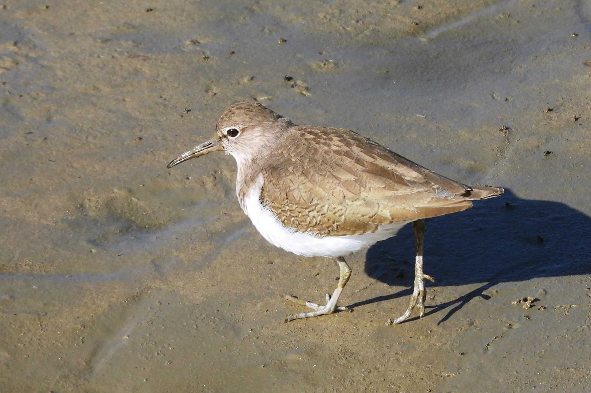 Photo of Common Sandpiper at Shiokawa Tidalflat by 陽路々(ひろろ)